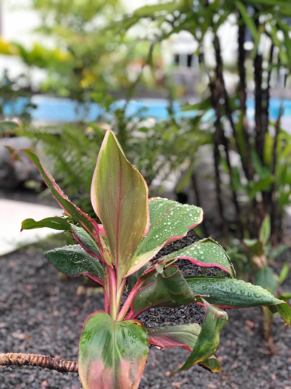 Tucan Resort & Spa Paramaribo Exteriör bild